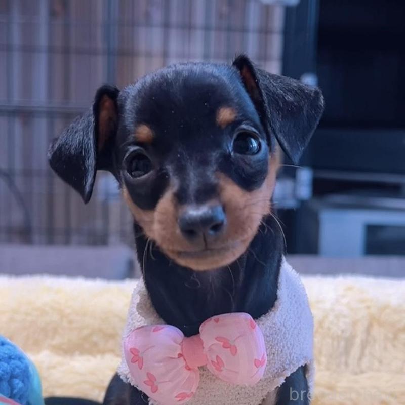 販売中の岐阜県のミニチュアピンシャー(ミニピン)-438851