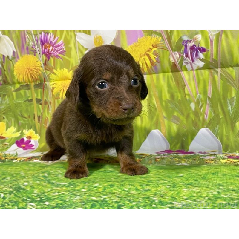 販売中の埼玉県のミニチュアダックスフンド(ロングヘアード)-438852の4枚目