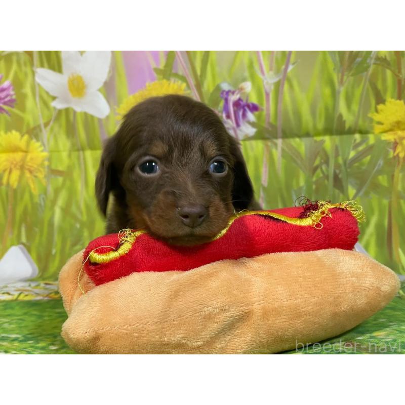 販売中の埼玉県のミニチュアダックスフンド(ロングヘアード)-438852の3枚目