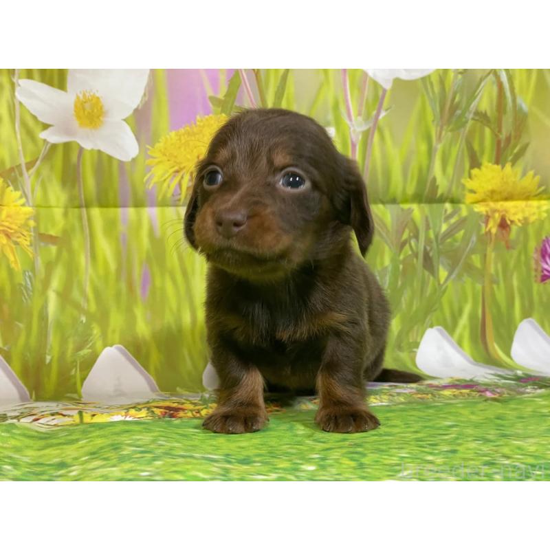 販売中の埼玉県のミニチュアダックスフンド(ロングヘアード)-438852の2枚目