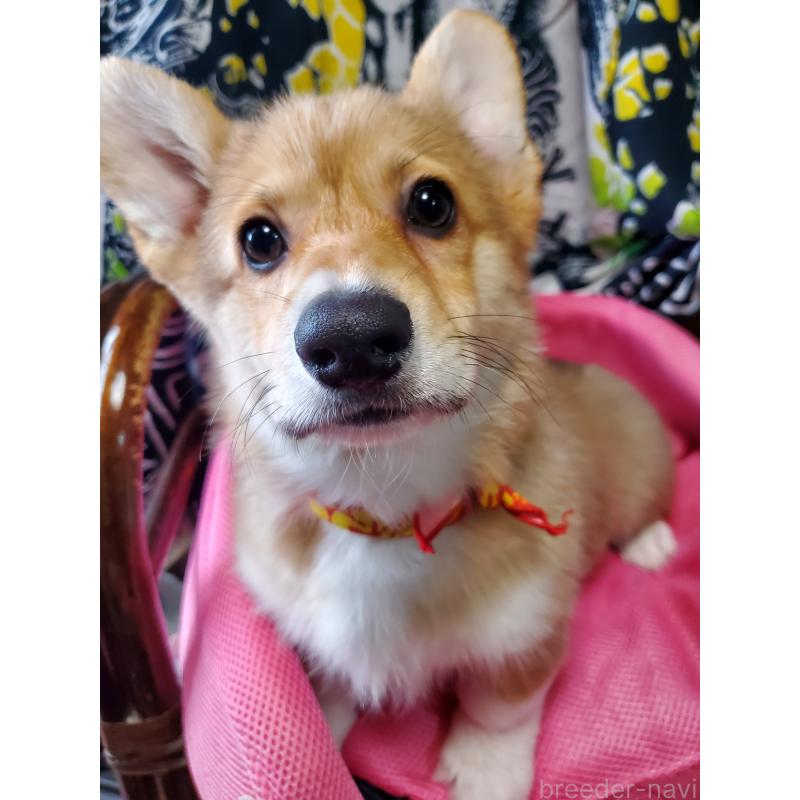 販売中の岩手県のウェルシュコーギーペンブローク-429438の1枚目