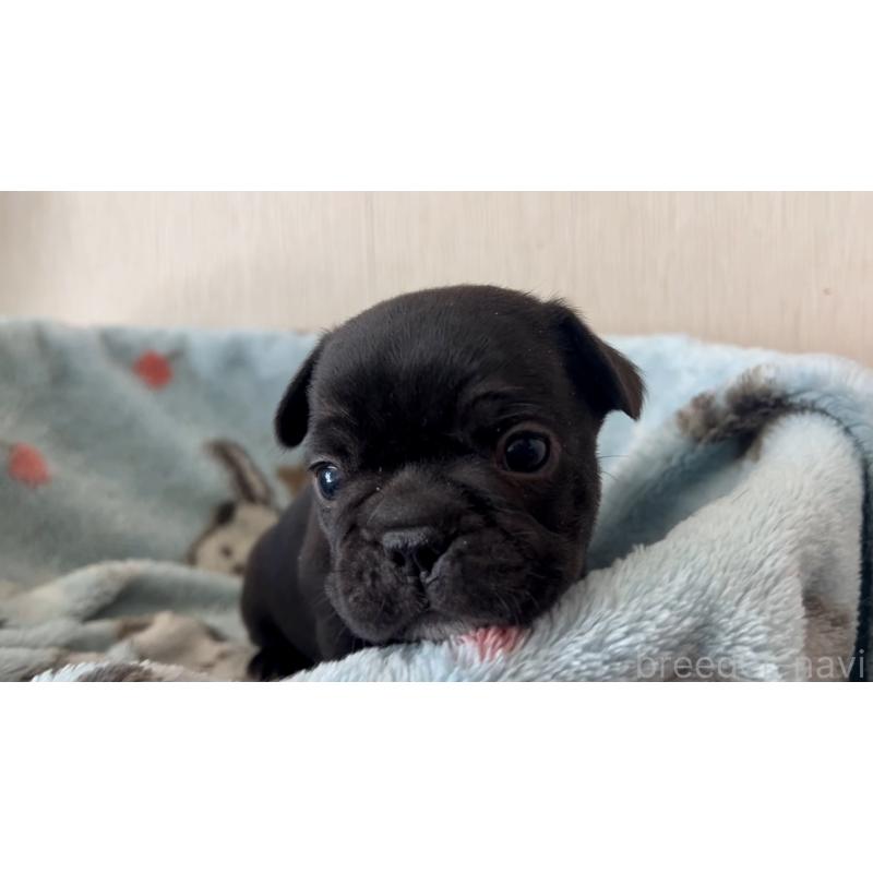 販売中の岡山県のフレンチブルドッグ-434756の10枚目