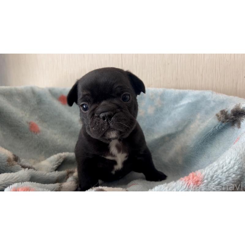 販売中の岡山県のフレンチブルドッグ-434756の9枚目