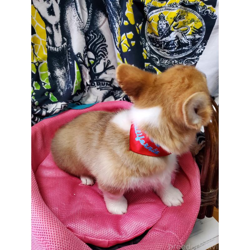 販売中の岩手県のウェルシュコーギーペンブローク-429438の6枚目