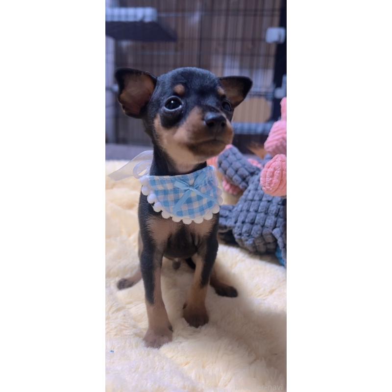 販売中の岐阜県のミニチュアピンシャー(ミニピン)-438854の6枚目