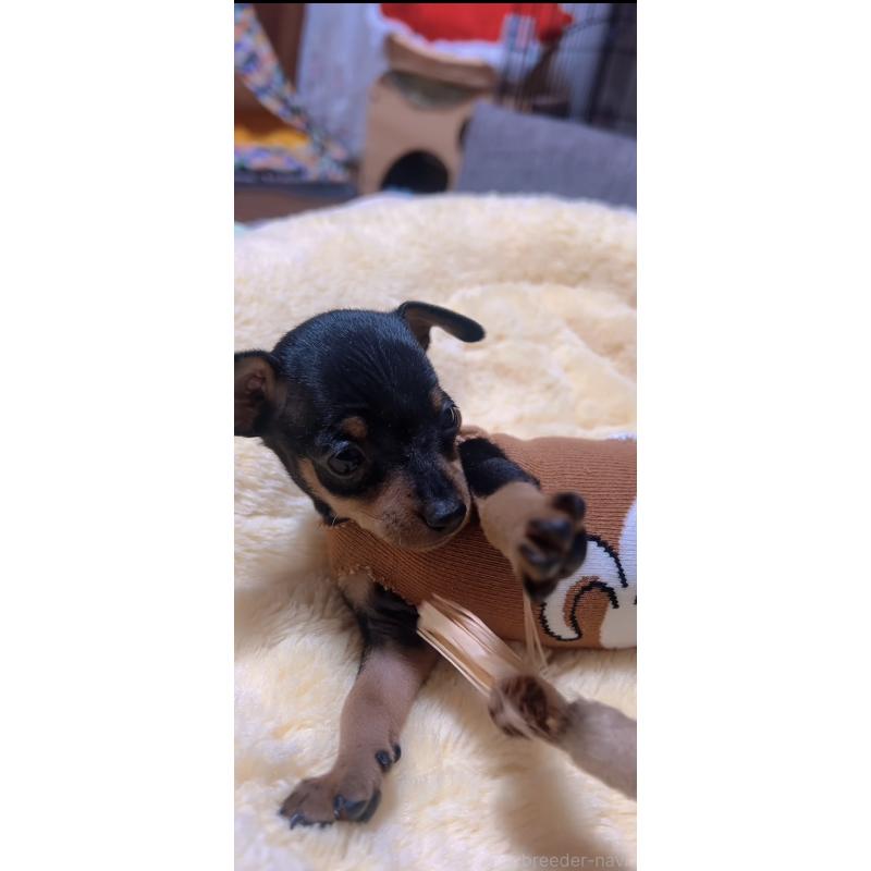 販売中の岐阜県のミニチュアピンシャー(ミニピン)-438854の4枚目