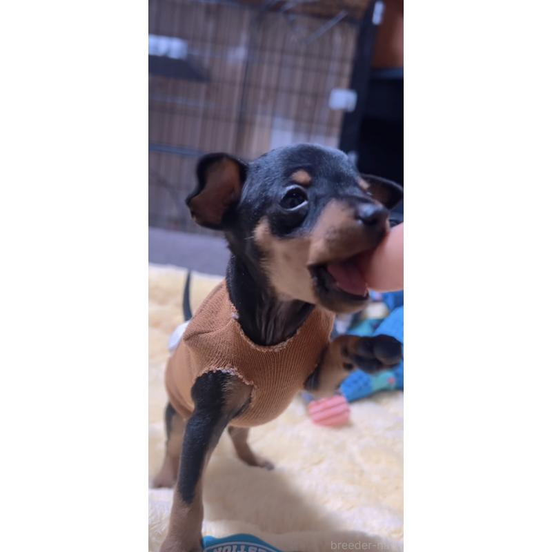 販売中の岐阜県のミニチュアピンシャー(ミニピン)-438854の5枚目