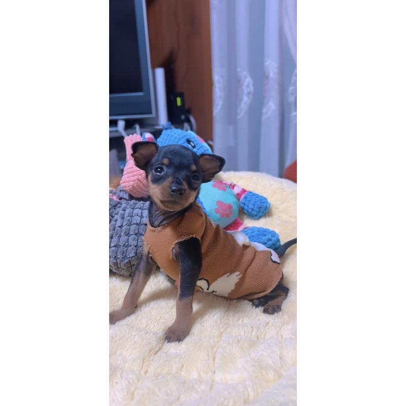 販売中の岐阜県のミニチュアピンシャー(ミニピン)-438854の3枚目