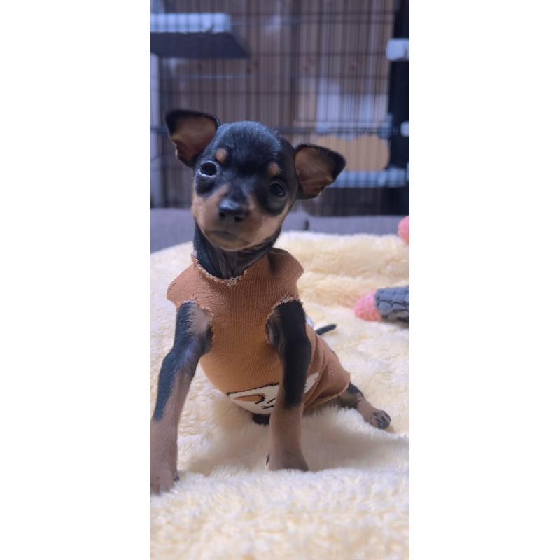 販売中の岐阜県のミニチュアピンシャー(ミニピン)-438854の2枚目