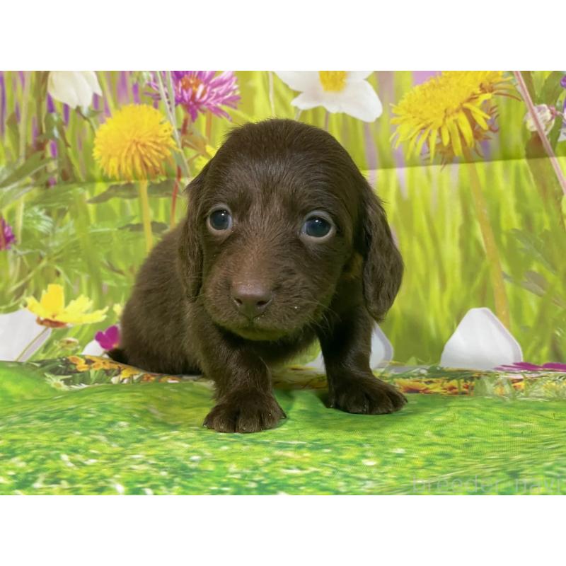 販売中の埼玉県のミニチュアダックスフンド(ロングヘアード)-438855の4枚目