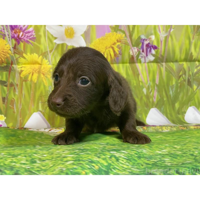 販売中の埼玉県のミニチュアダックスフンド(ロングヘアード)-438855の3枚目