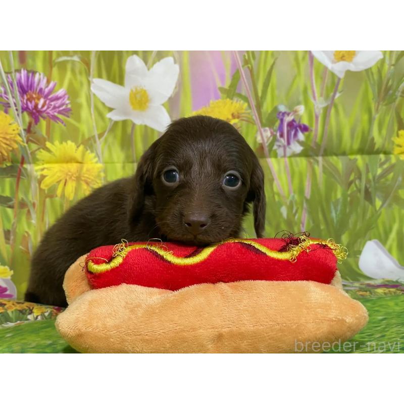 販売中の埼玉県のミニチュアダックスフンド(ロングヘアード)-438855の2枚目