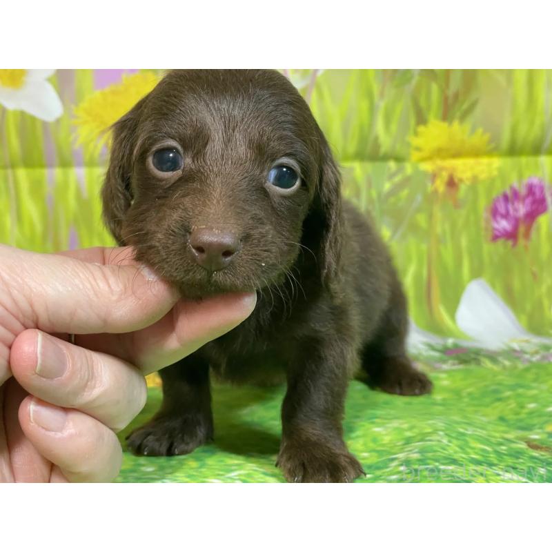 販売中の埼玉県のミニチュアダックスフンド(ロングヘアード)-438855