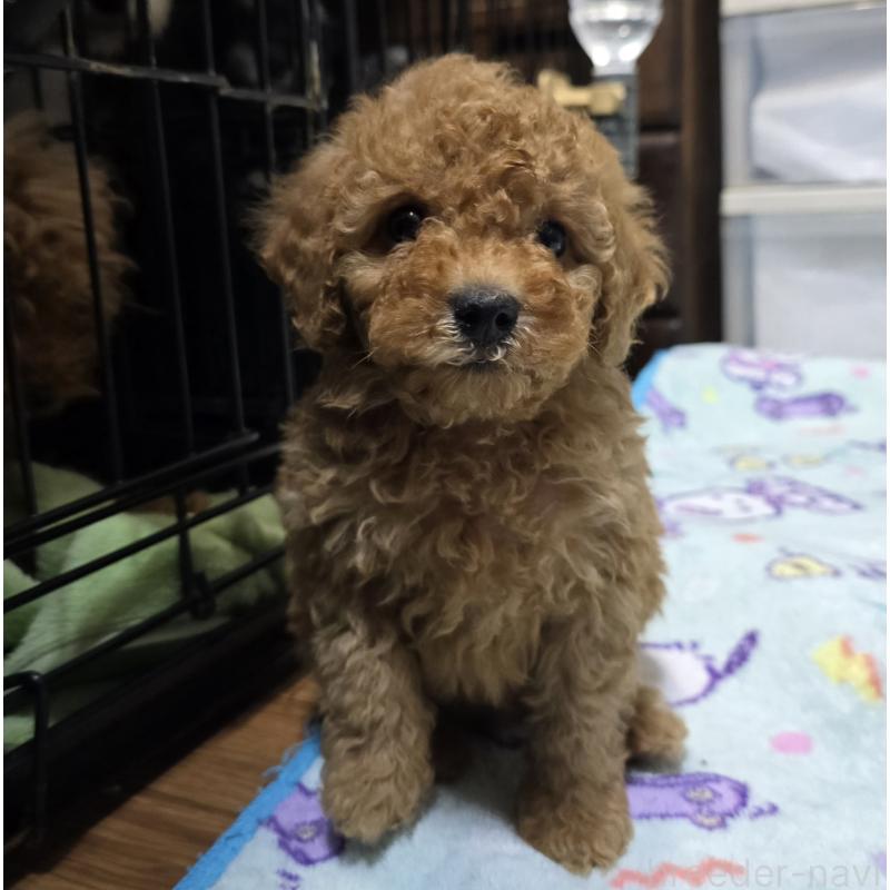 商談中の岡山県のトイプードル-431699