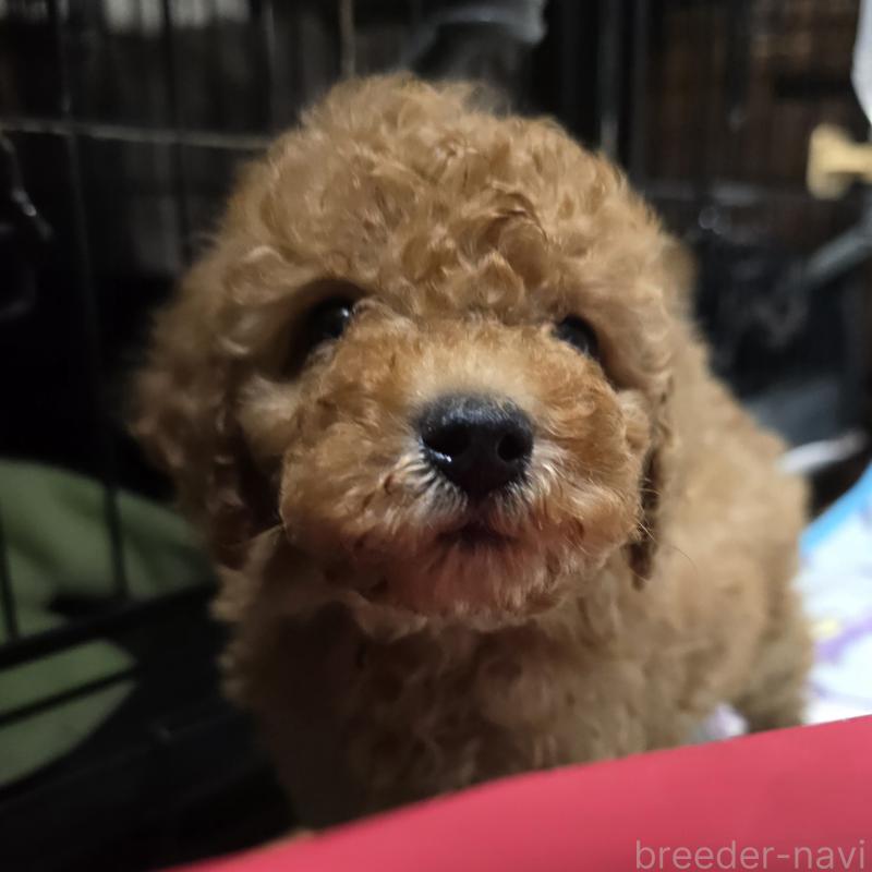 成約済の岡山県のトイプードル-431699の3枚目