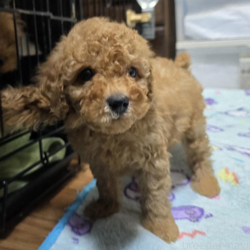 成約済の岡山県のトイプードル-431699の2枚目