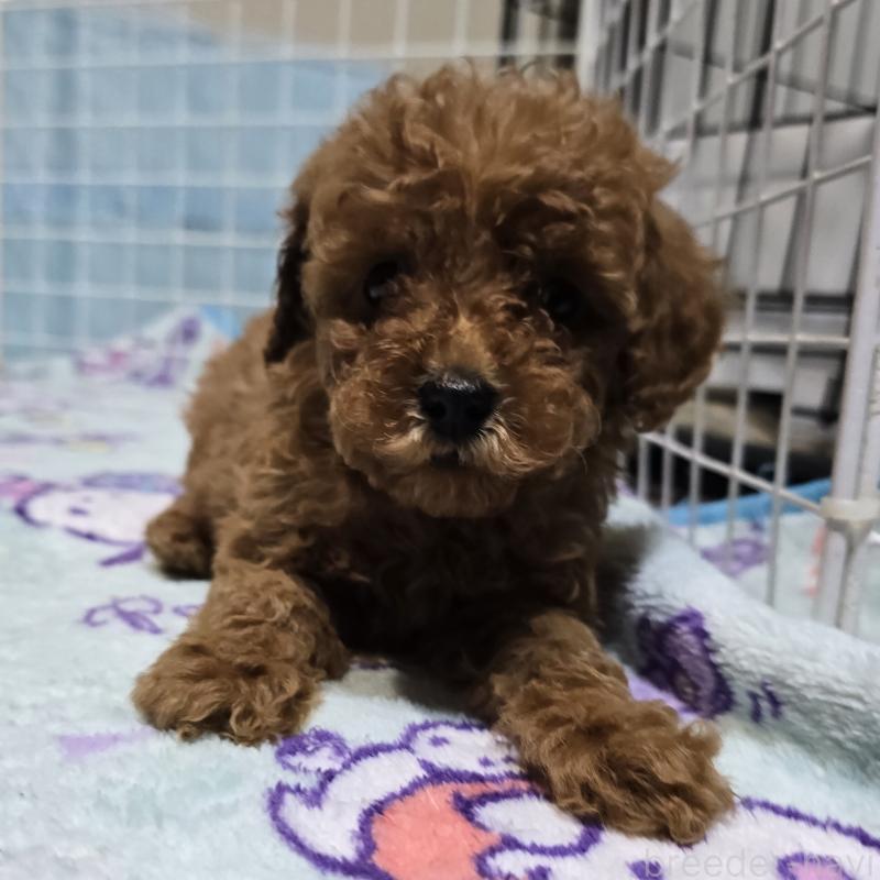 成約済の岡山県のトイプードル-431703の1枚目