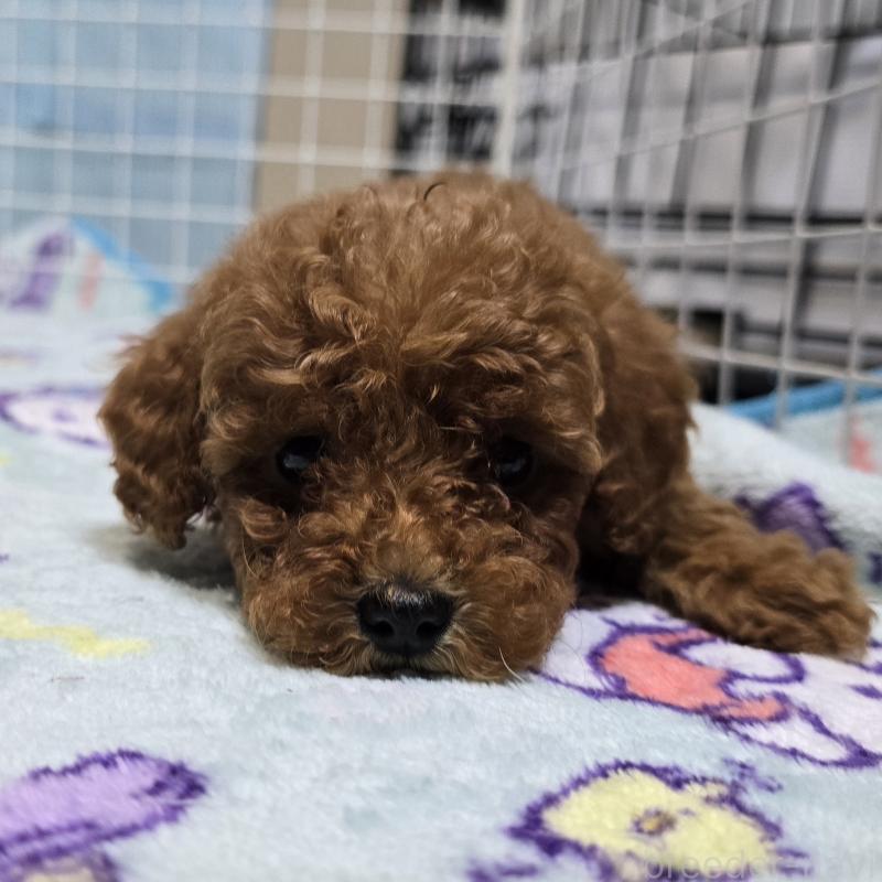 成約済の岡山県のトイプードル-431703の3枚目