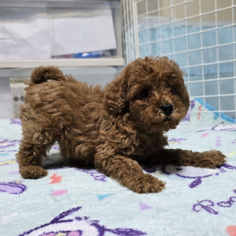 成約済の岡山県のトイプードル-431703の2枚目