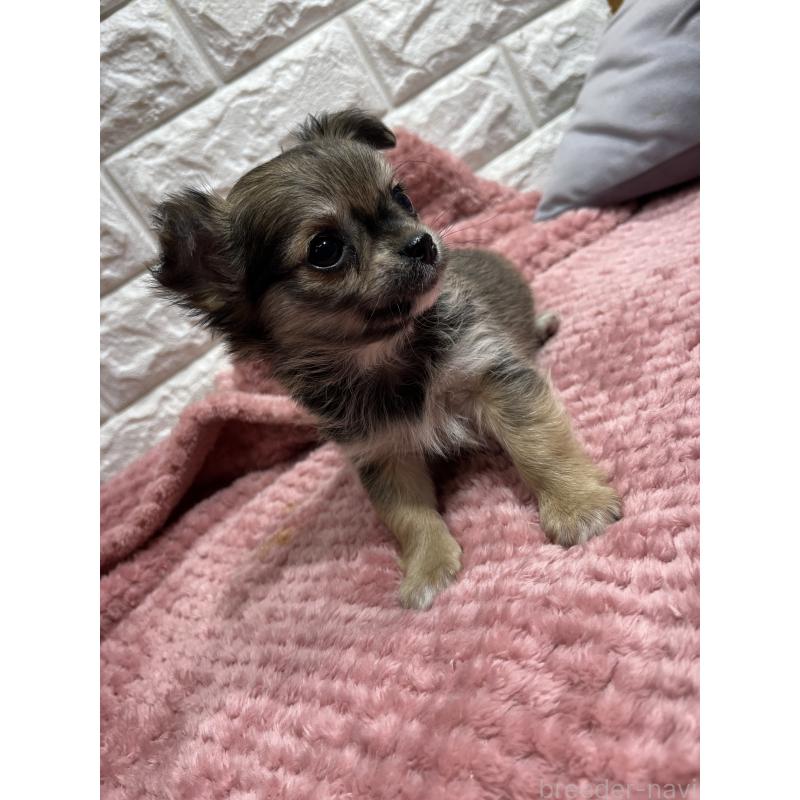 販売中の愛知県のチワワ(ロングコート)-439091の6枚目