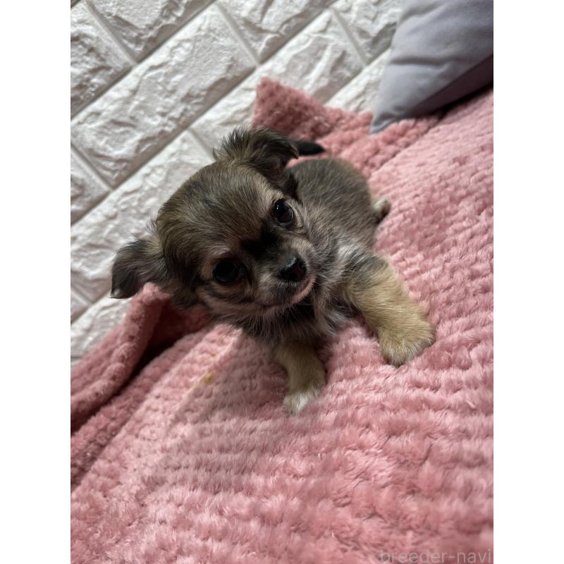 販売中の愛知県のチワワ(ロングコート)-439091の3枚目