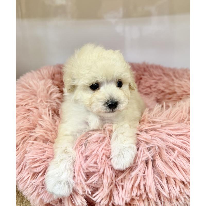 販売中の埼玉県のトイプードル-439088の7枚目