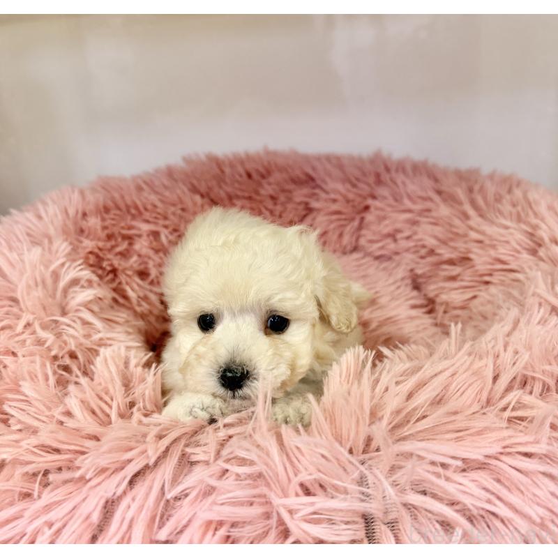 販売中の埼玉県のトイプードル-439088の6枚目