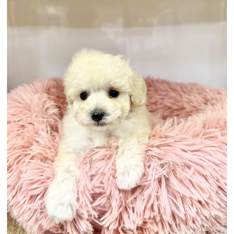 販売中の埼玉県のトイプードル-439088の4枚目