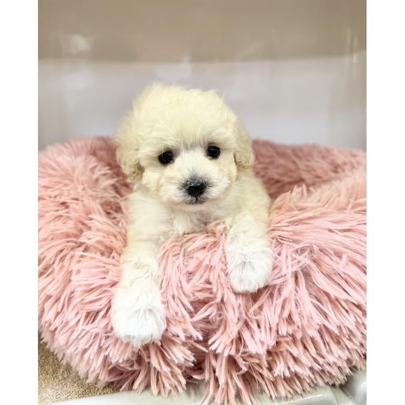 販売中の埼玉県のトイプードル-439088の3枚目