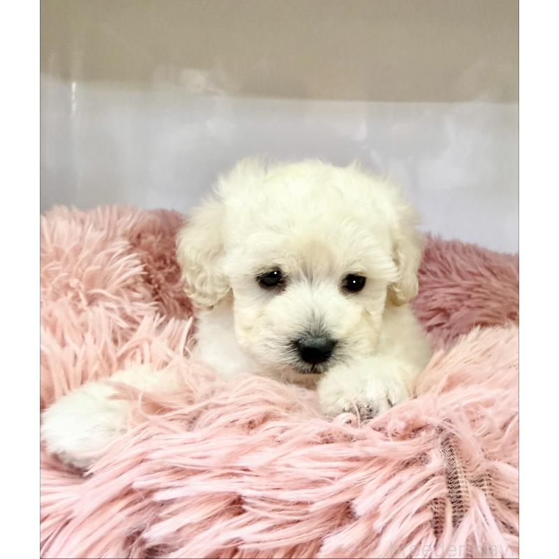 販売中の埼玉県のトイプードル-439089の5枚目