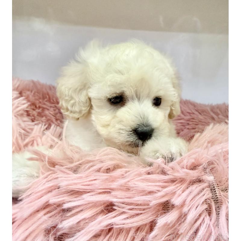 販売中の埼玉県のトイプードル-439089の4枚目