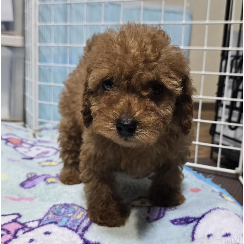 商談中の岡山県のトイプードル-430820の1枚目