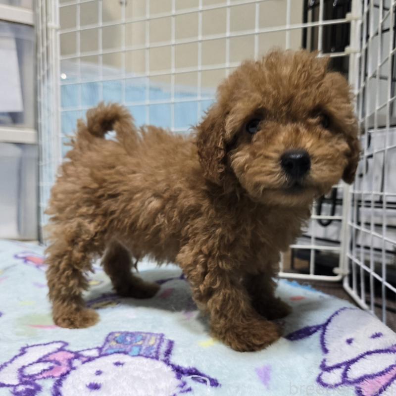 商談中の岡山県のトイプードル-430820の2枚目