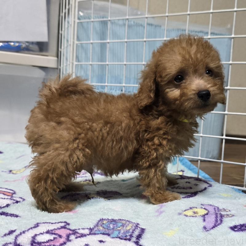 販売中の岡山県のトイプードル-430821の2枚目