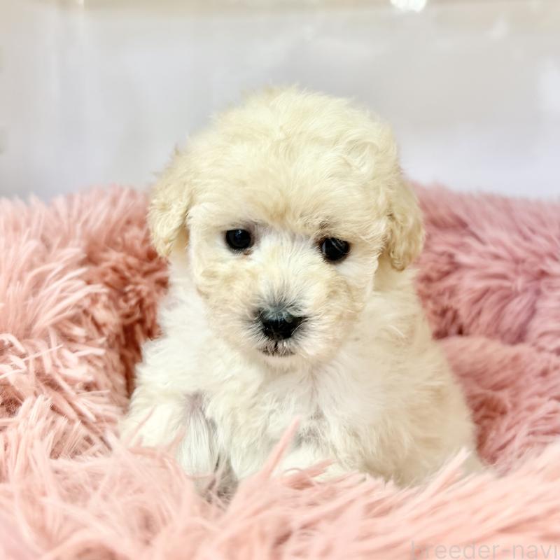 販売中の埼玉県のトイプードル-439090