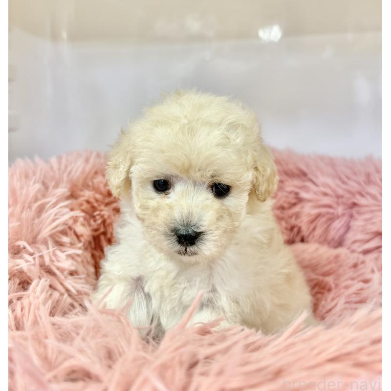 販売中の埼玉県のトイプードル-439090の5枚目