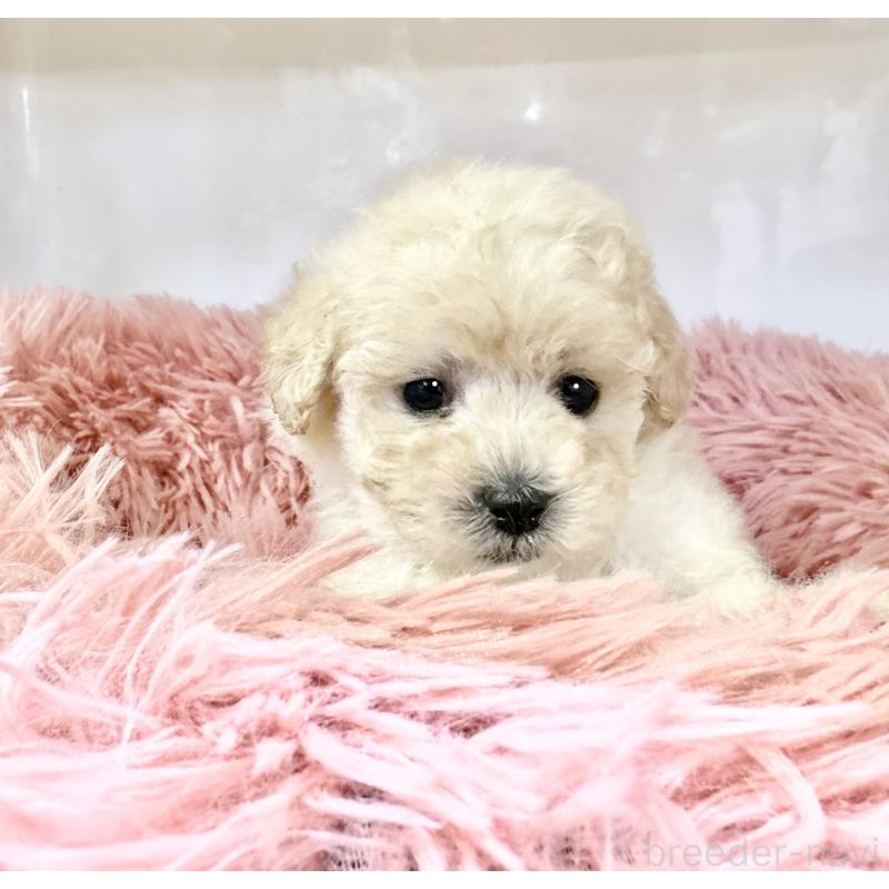 販売中の埼玉県のトイプードル-439090の4枚目