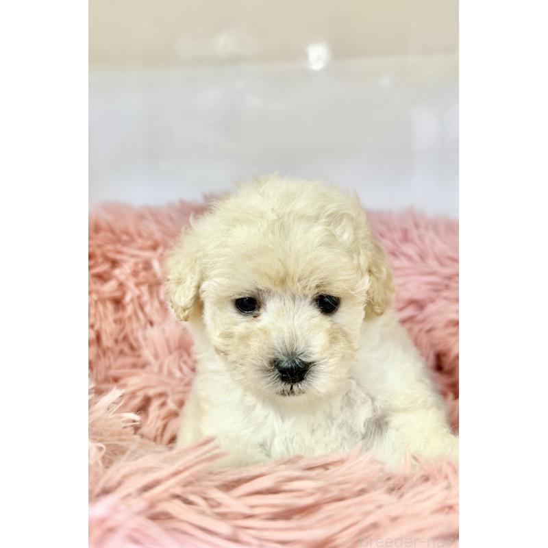 販売中の埼玉県のトイプードル-439090の3枚目