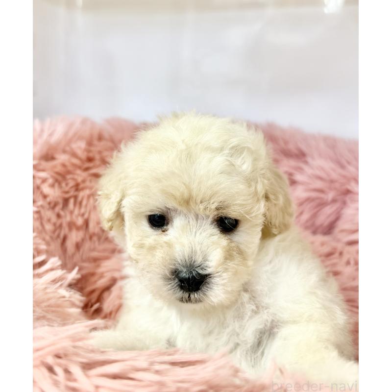 販売中の埼玉県のトイプードル-439090の2枚目