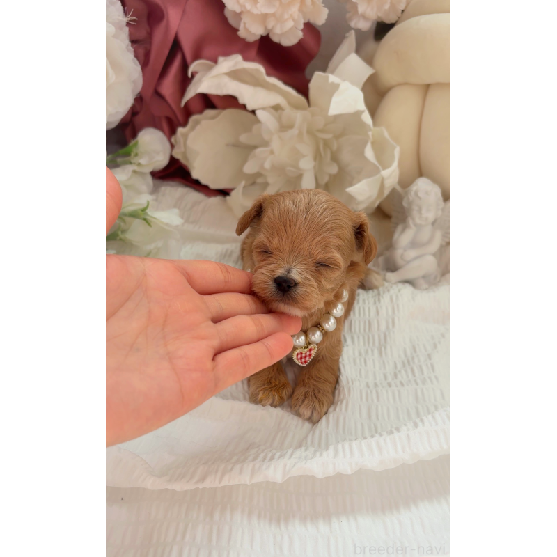 販売中の大阪府のチワプー:チワワ×トイプードル-439092の4枚目