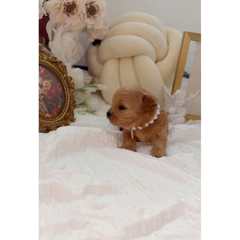 販売中の大阪府のチワプー:チワワ×トイプードル-439092の3枚目