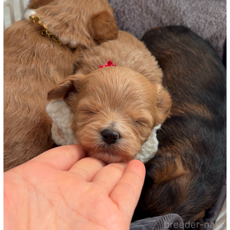 販売中の大阪府のチワプー:チワワ×トイプードル-439092の2枚目