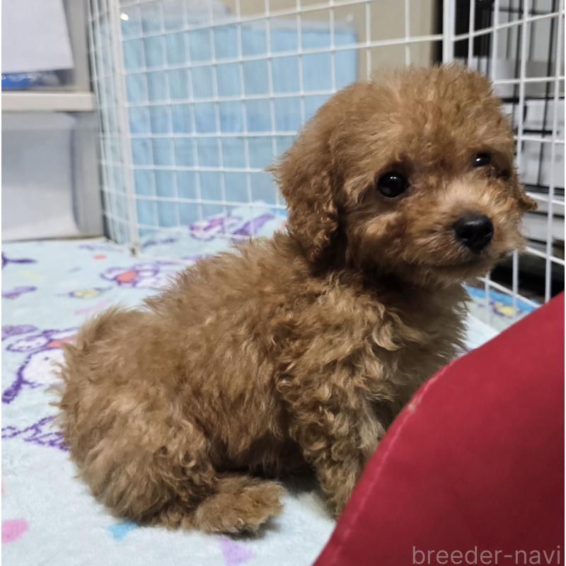 販売中の岡山県のトイプードル-430823の1枚目