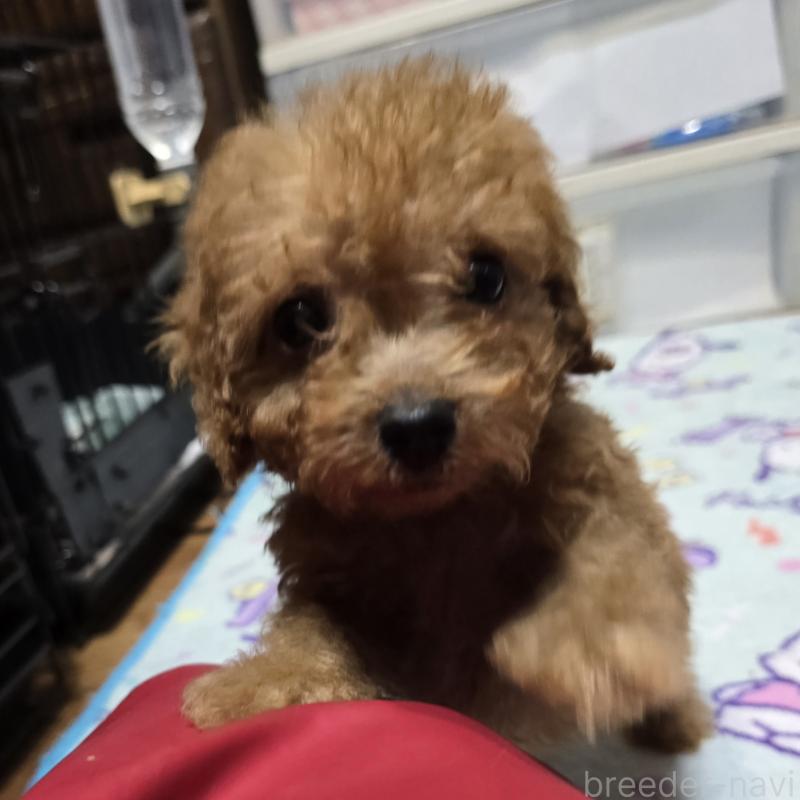 販売中の岡山県のトイプードル-430823の3枚目