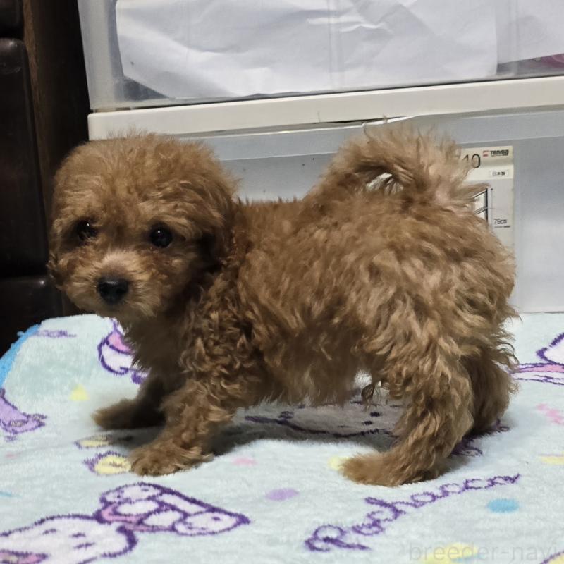 販売中の岡山県のトイプードル-430823の2枚目