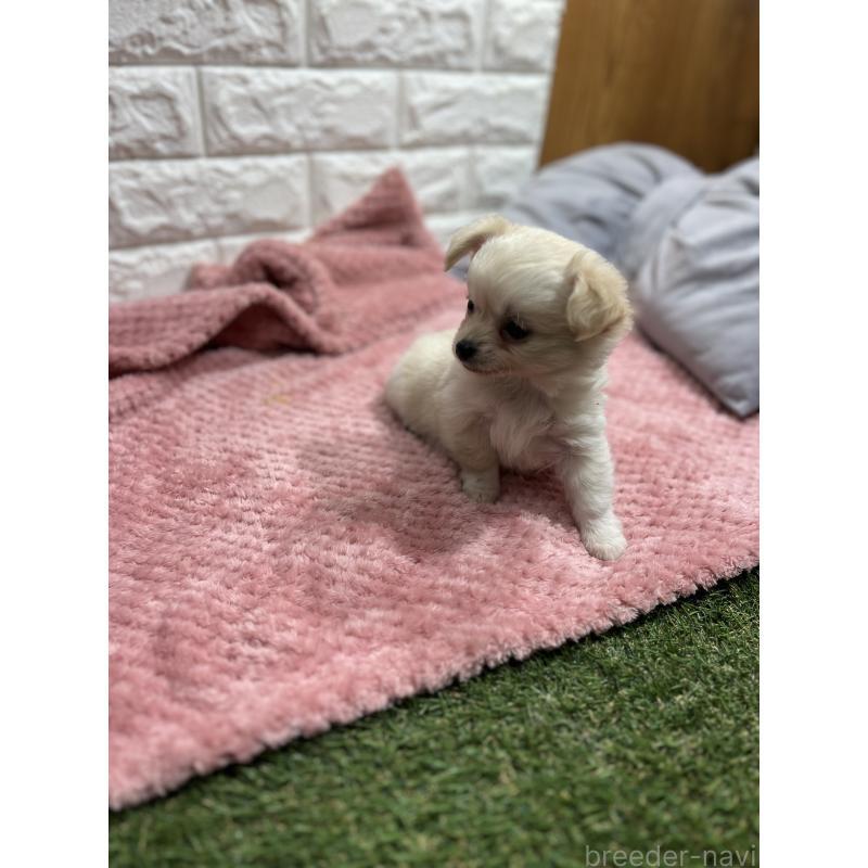 販売中の愛知県のチワワ(ロングコート)-439093の6枚目