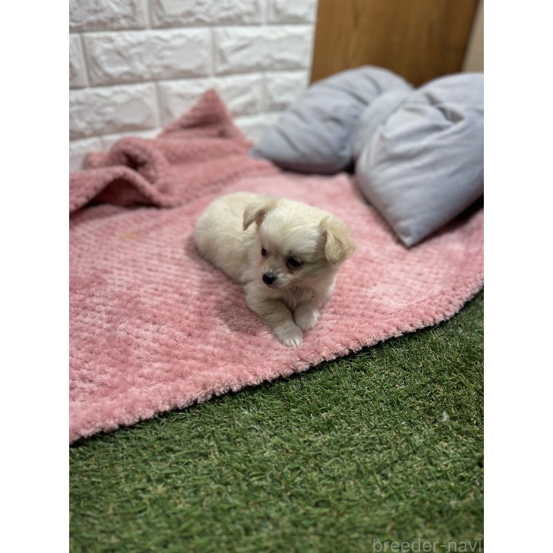 販売中の愛知県のチワワ(ロングコート)-439093の5枚目