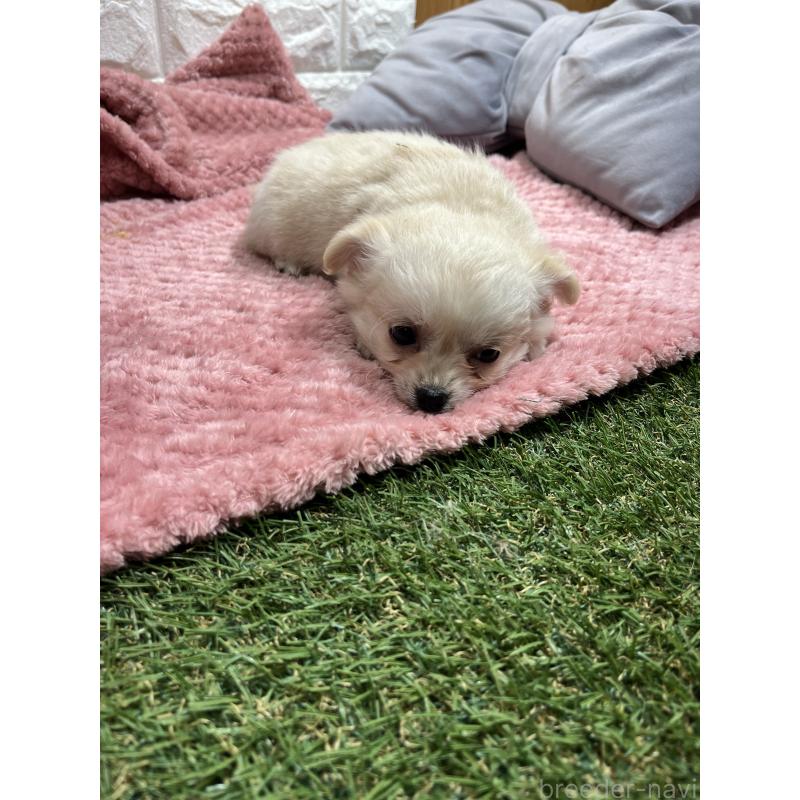 販売中の愛知県のチワワ(ロングコート)-439093の4枚目