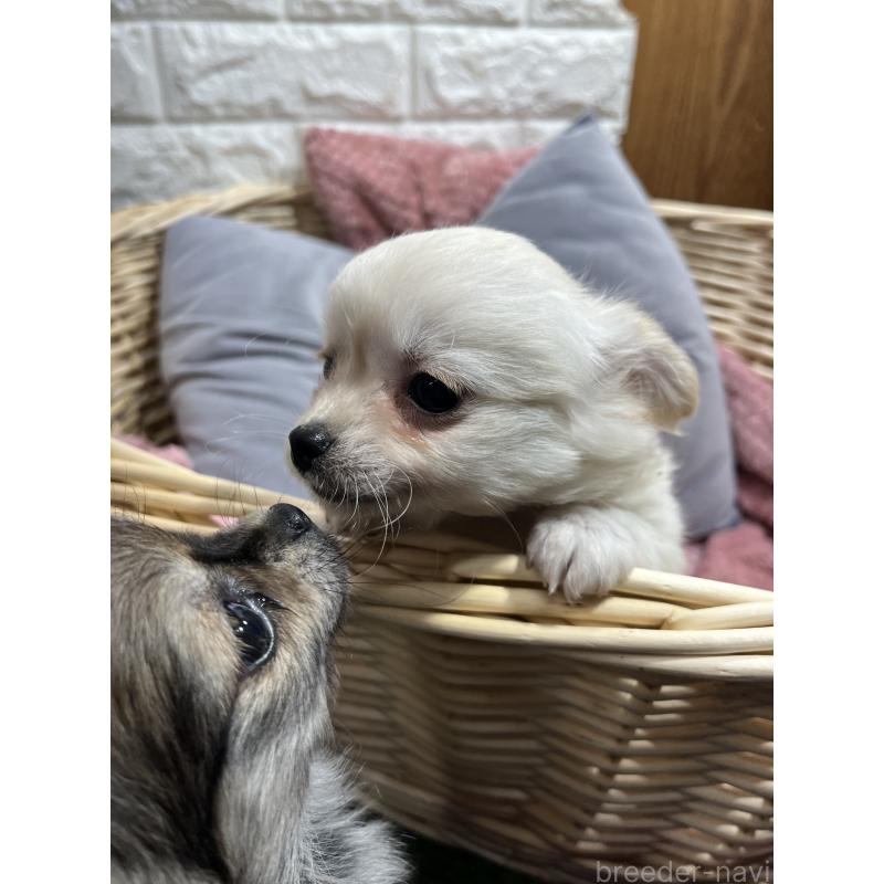 販売中の愛知県のチワワ(ロングコート)-439093の3枚目