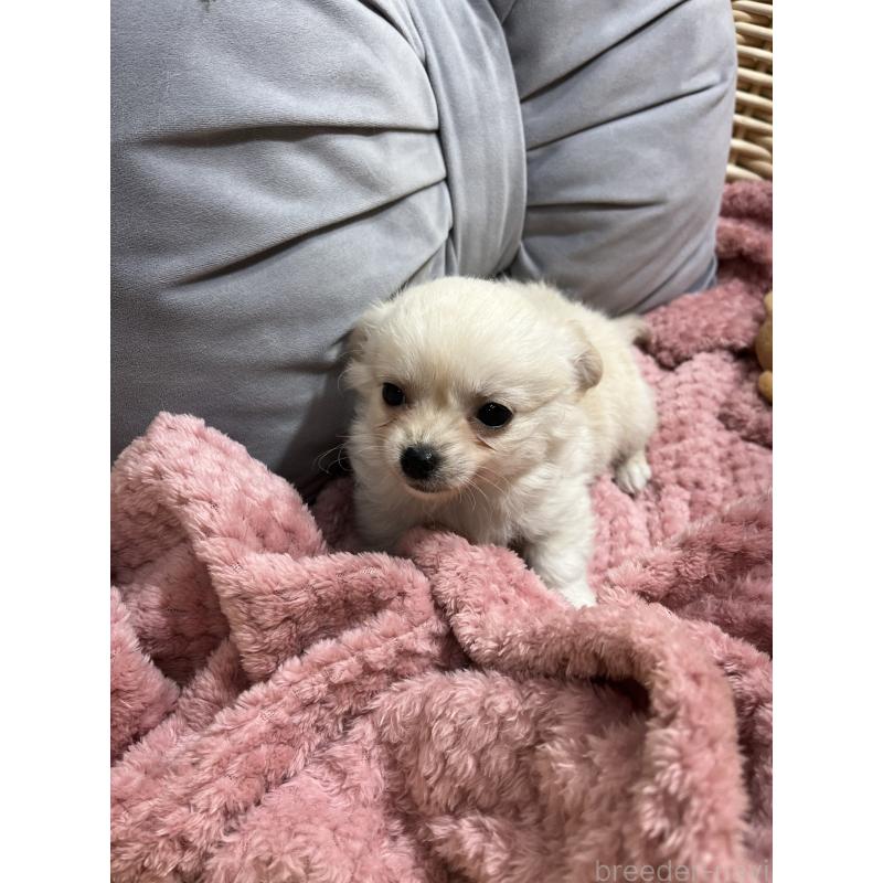 販売中の愛知県のチワワ(ロングコート)-439093の2枚目